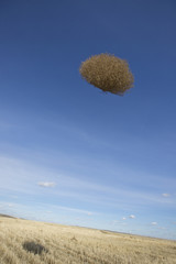 A lone tumbleweed flying through the air over a field of yellow grasses. Washington
