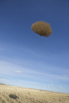 A lone tumbleweed flying through the air over a field of yellow grasses. Washington
