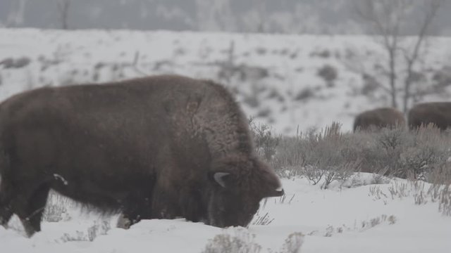 Bison in a winter snowstorm