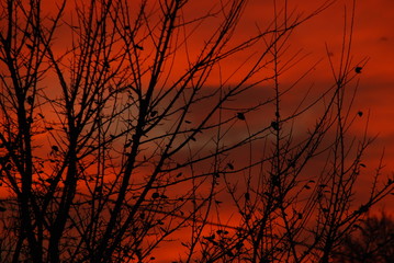 beautiful dry tree branches silhouette at sunset red sky