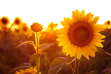 Fensteraufkleber Sonnenblume Sonnenblume am Abendfeld