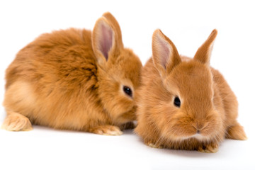 Fototapeta premium two red rabbits