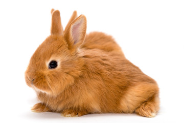 Fototapeta premium two red rabbits