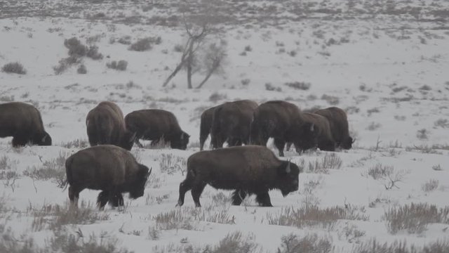 Bison in a winter snowstorm