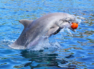 Dolphin jumping and playing with ball in blue lagoon. Funny and friendly animal. Greeting from tropical paradise.