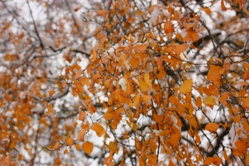 yellow birch, autumn leaves, white snow, nature