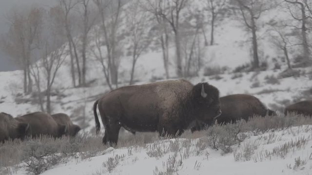 Bison in a winter snowstorm