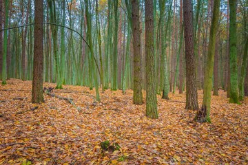 Beautiful wild fall forest with vibrant colors