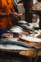 Fresh Fish Market