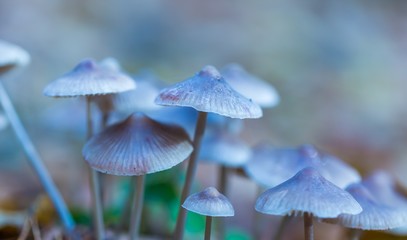 Macro of small uneatable mushrooms growing in autumn forest