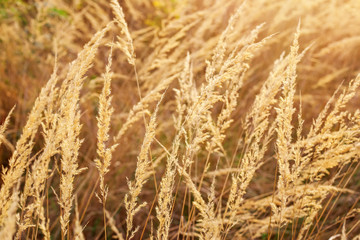 Fototapeta premium Dry grass during sunset in the meadow, closeup photo