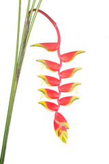 Fototapeta premium Tropical heliconia flower hanging on a white background