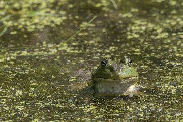 Frog head popping out of the pond