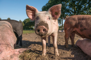 One free range pig with its nose full of mud looking into the camera surrounded by other pigs