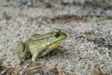 Frog out of water