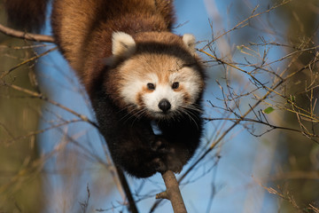 Red panda in a tree climbing on a blue sky