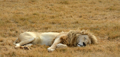 Lions resting in the late afternoon sun, National Park, South Africa