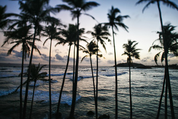 Golden sunset on the sea coast with palm trees reflection in the water.