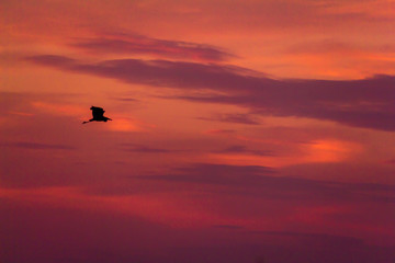 Bird flying at sunset