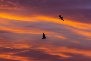 Two birds flying at sunset