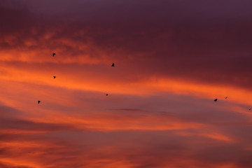 Fototapeta na wymiar Birds flying at sunset