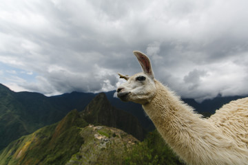 Fototapeta premium Lama in Machu Picchu, Peru. UNESCO World Heritage Site