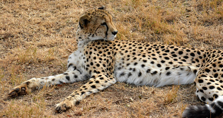 African Cheetah resting in nature, South Africa