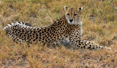 African Cheetah resting in nature, South Africa