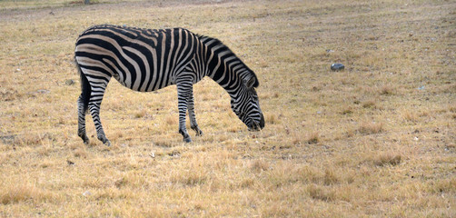 Fototapeta na wymiar Zebra on grassland in National Park, South Africa