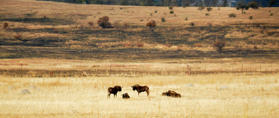Fototapeta na wymiar African or Cape buffalo bull (Syncerus caffer), South Africa