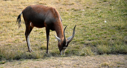 Impala antelope walking on the grass landscape