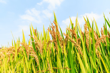 Fototapeta premium Mature rice in the autumn