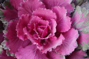 Decorative heads of purple cabbage flowers