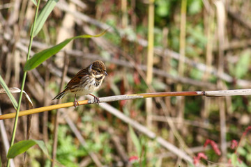 Common Reed Bunting,Emberiza schoeniclus, in its habitat on reeds in marshlands