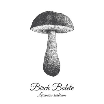 Hand drawn birch bolete in black and white isolated, edible forest mushroom, scaber stalk boletus woodcut, realistic vintage engraving. Vector illustration for prints, postcards, labels etc.