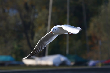 Front view of seagull with open wings in front of covered boats on dry land at a marina