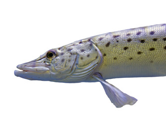 Naklejka premium Fish Spotted pike