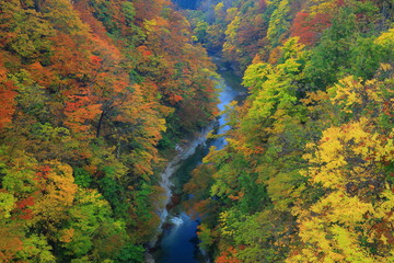 紅葉の小安峡