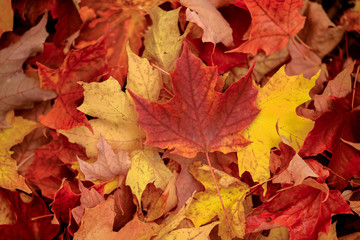 Fallen maple leaves in the forest