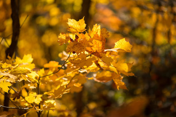 Maple leaves in the forest in daylight