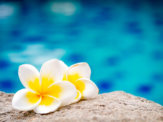 Two plumeria flowers beside swimming pool