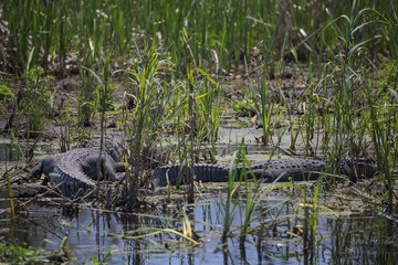 American Alligator