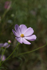 Fototapeta premium Cosmos bipinnatus