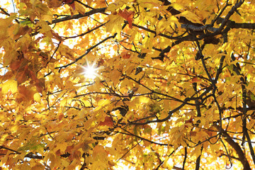 Colorful autumn leaves with sun shining