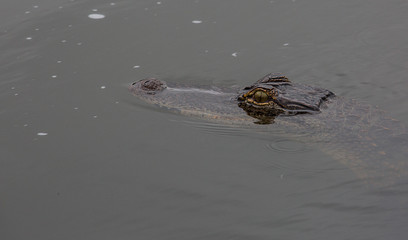 American Alligator