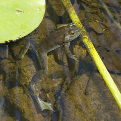 Green frog (Lithobates clamitans) in a pond
