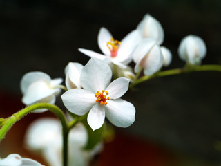 White Coral Vine