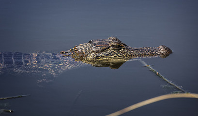 American Alligator