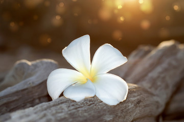 white and yellow frangipani flowers on the wood.