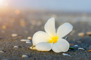 white and yellow frangipani flowers on the beach.